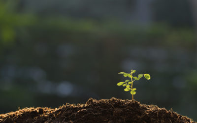 The New Black Gold – The True Value of Soil