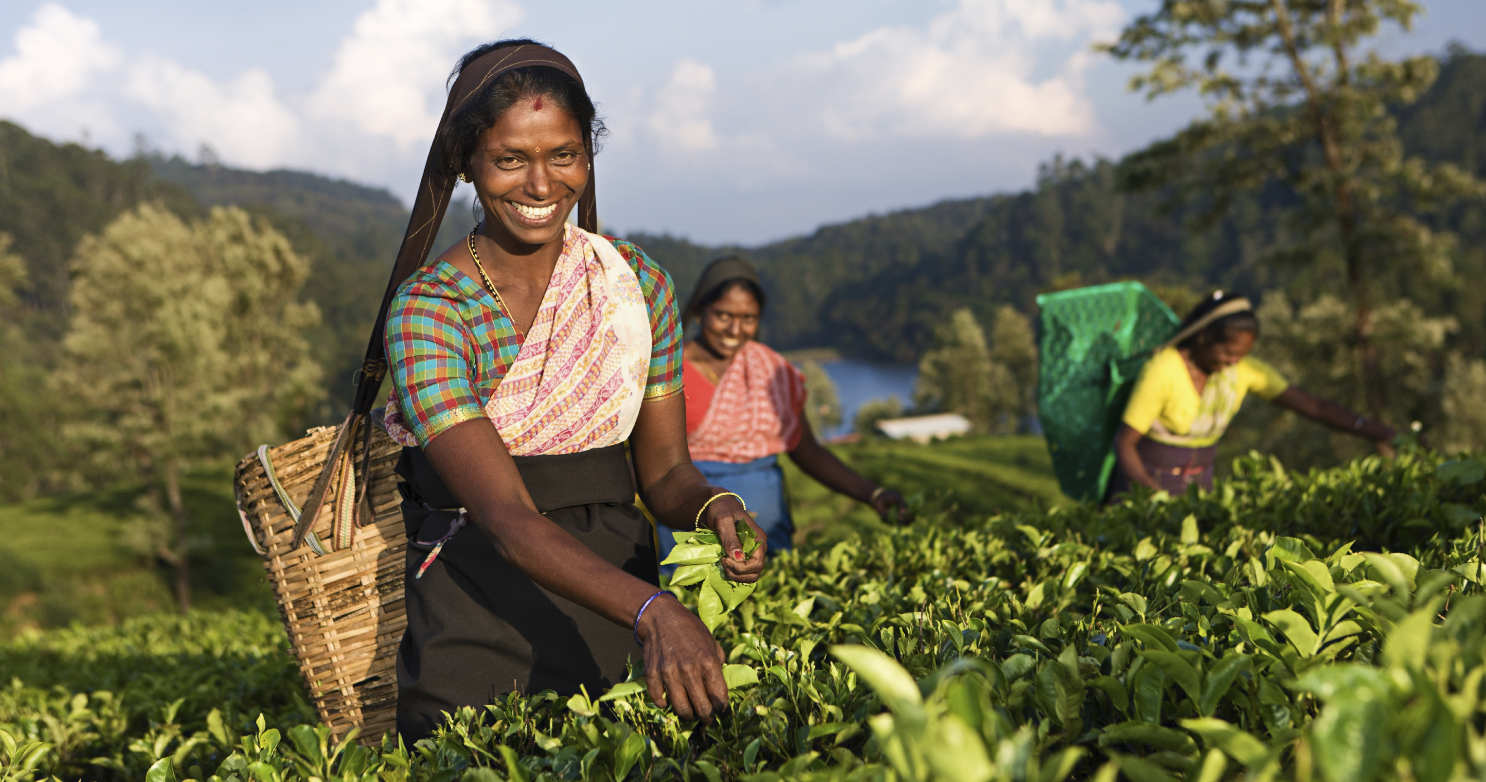 Численность шри ланки. Шри Ланка плантации чая. Шри Ланка Цейлон сбор чая. Шри Ланка люди. Шри Ланка экономика.