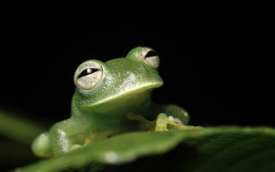 SDG15: How can businesses best protect life on land?