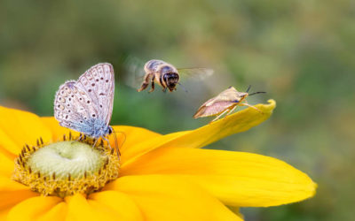 Can the private sector make it a super year for nature?