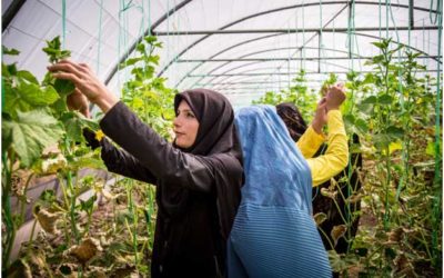 SDGs: Accelerating Action & Transformative Pathways through Nature-based Solutions