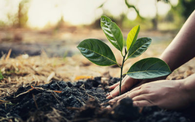 The Sustainable Development Goals: from rainbow washing to transforming the world
