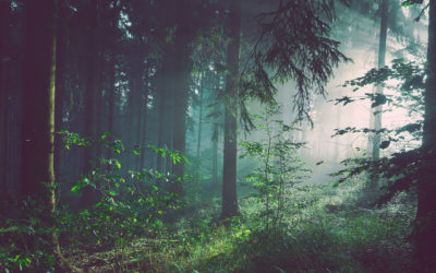 ‘Make-or-break moment’ for forests